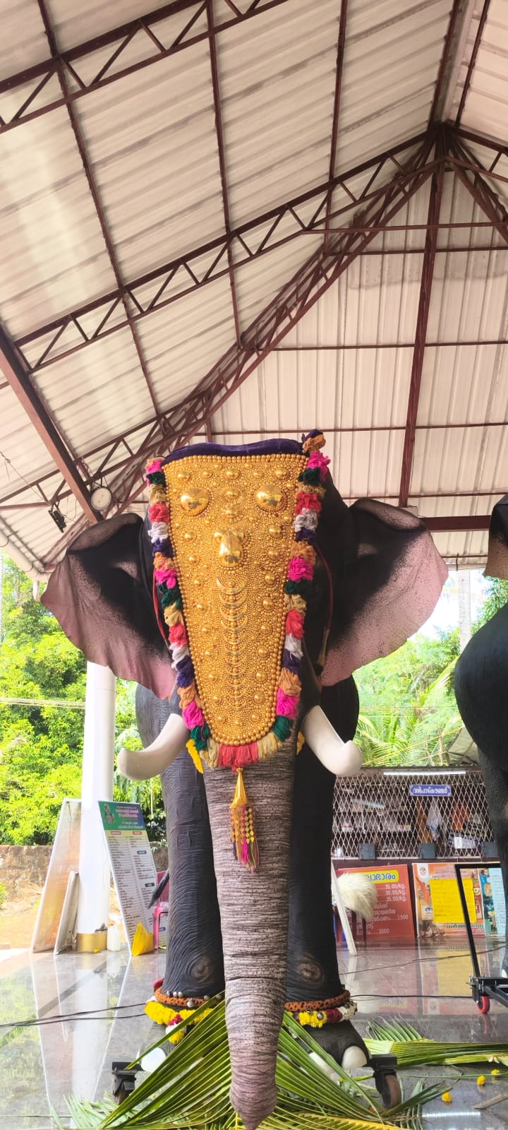 Elephant big